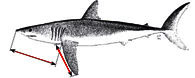 Isurus _Clave.jpg